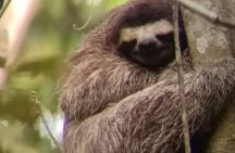 Rain Forest, Toucan and Sloths Tour in Panama