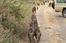 2 Day Fly in Safari from Zanzibar Tarangire and Ngorongoro