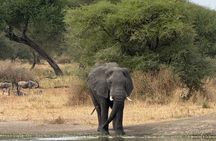 2 Day Fly in Safari from Zanzibar Tarangire and Ngorongoro