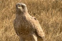 2 Day Fly in Safari from Zanzibar Tarangire and Ngorongoro