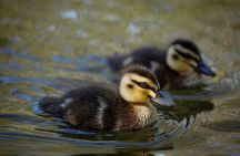 From Adelaide: Ultimate SA Birding & Nature Discovery Tour