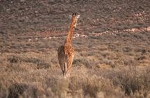 Cape town: Aquila sunset safari tour with lunch included 