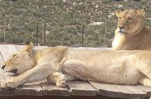 Cape town: Aquila sunset safari tour with lunch included 