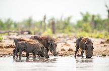 Chobe and Namibian Island Tour with Lunch from Victoria Falls
