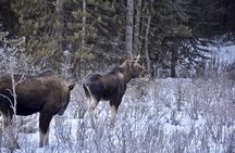 Jeep Safari Spray Lakes With Afternoon Tea and Charcuterie