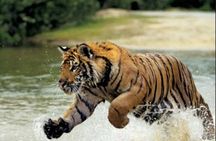 Delhi: Same Day Sariska National Park Tour with Tiger Safari