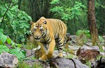 Delhi: Same Day Sariska National Park Tour with Tiger Safari