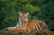 Delhi: Same Day Sariska National Park Tour with Tiger Safari