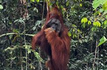 Semenggoh Orangutan and Annah Rais Longhouse