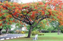 Roseau Dominica Safari Scenic: Rainforest, Falls & Karaoke