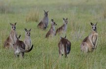 Wildlife, Wineries and History || Luxury Private Tour From Sydney