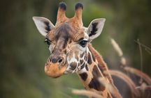  Australia Zoo Day Trip from Brisbane