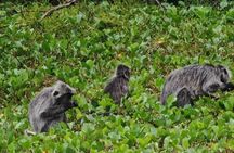 Bako National Park : Nature & Wildlife