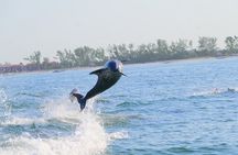 Private Dolphin and Intracoastal Tour of Anna Maria Island