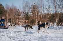 The Husky Forest Escape - 10KM Husky Safari