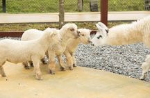 Yilan Animal Farm, Boba Tea Museum & Night Market Day Tour