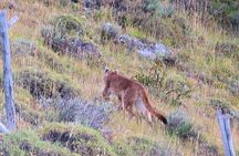 Puerto Natales Trekking Base Torres