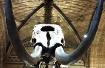 Londons Natural History Museum