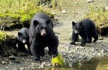 Ketchikan Rainforest Adventure Nature & Wildlife Tour