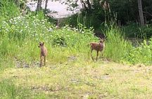 Ketchikan Rainforest Adventure Nature & Wildlife Tour