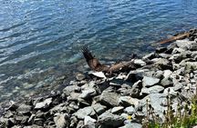 Ketchikan Rainforest Adventure Nature & Wildlife Tour