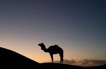 Experience in Agafay Desert Camel Ride Quads and Dinner with Show