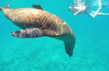 Swimming with sea lions in Isla Espiritu Santo, La Paz, Mexico