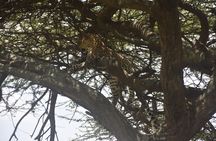 Two Days of Adventure Ngorongoro and Materuni Cultural Immersion