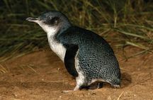 Phillip Island Direct Tour Penguin Parade and Coastal Views