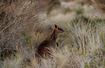 Phillip Island Direct Tour Penguin Parade and Coastal Views