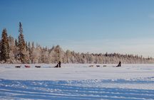 The Husky Forest Escape - 10KM Husky Safari
