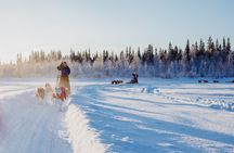 Trail of Tails Step into the Mushing Life in 5KM Husky Safari