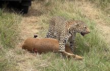 Half Day Nairobi National Park Game Drive tour. 