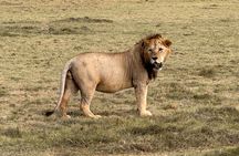 Half Day Nairobi National Park Game Drive tour. 