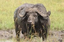 Half Day Nairobi National Park Game Drive tour. 