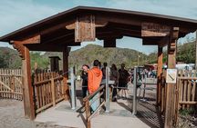 Full Day Tour to Pompeii and Mount Vesuvius from Sorrento