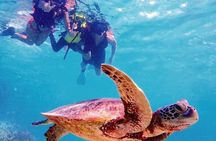 Oahu Circle Island Tour Snorkeling Dole Plantation and More