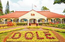 Oahu Circle Island Tour Snorkeling Dole Plantation and More