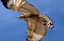 Biocultural Hiking Experience in Sayulita