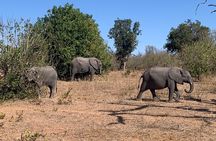 Rhino Game Drive in Mosi-oa-Tunya National Park
