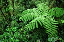 Rain Forest Adventure Full Day Tour from San Jose