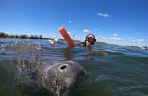 All-Inclusive Small Group Manatee Swim with Free Photos