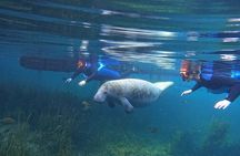 All-Inclusive Small Group Manatee Swim with Free Photos