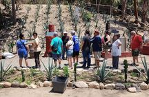 Puerto Vallarta Nature Hike, Beach and Tequila Tasting Experience