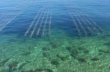 Hiroshima Islands by E Bike Cafés Coastlines and Local Life