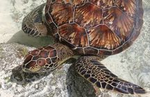 Full-Day Zanzibar Dolphins, Turtle Salaam Cave & Jozani Forest