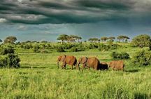 1 Day Safari Tour to Mikumi National Park from Zanzibar