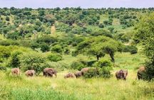 1 Day Safari Tour to Mikumi National Park from Zanzibar