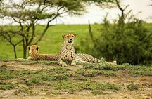 1 Day Safari Tour to Mikumi National Park from Zanzibar