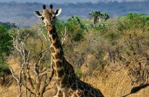 Safari 3days From Zanzibar To Mikumi National Park by ferry